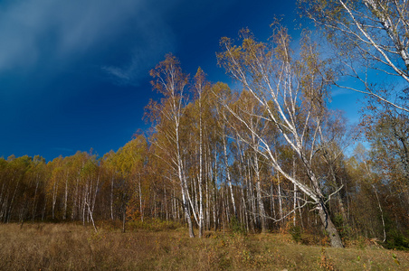在秋季的白桦树林