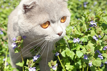 可爱的猫咪与盛开的花朵