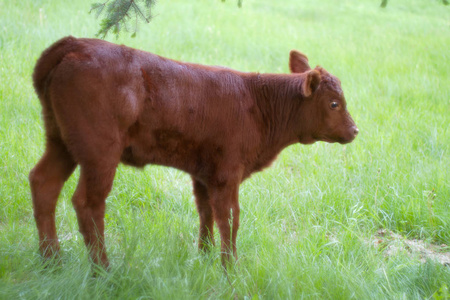 褐色小牛小牛肉动物农场牛牲畜幼仔母牛