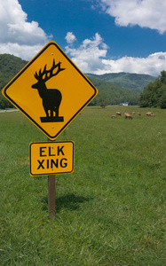 麋鹿穿越标志与麋鹿的背景图片