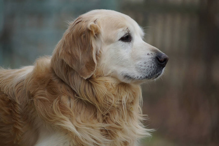 金毛寻回犬