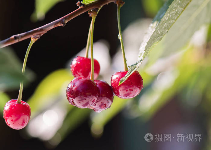 樱桃树上挂着一束成熟的酸樱桃