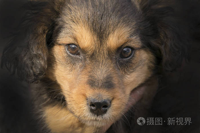 漂亮的黑色和棕色小狗看着相机