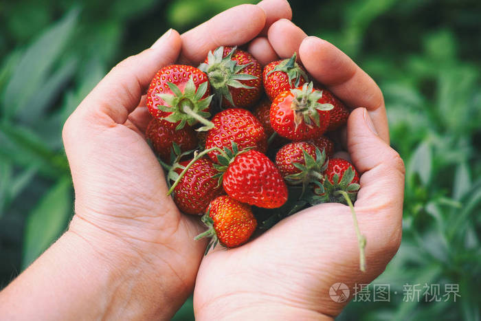 新鲜收获的草莓手特写