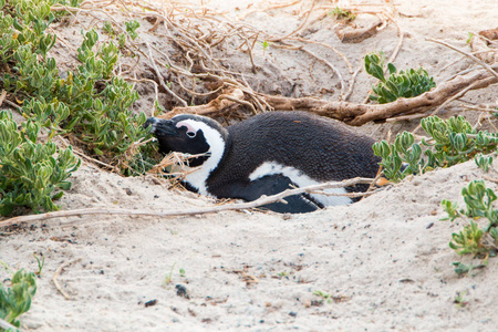 一只驴企鹅躺在它的巢沙丘育种图片