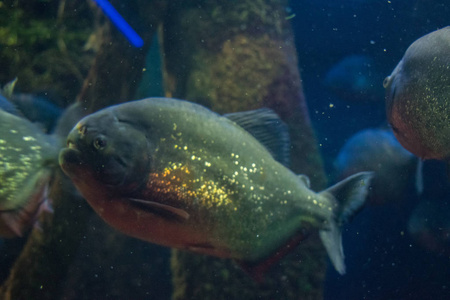 我水族馆里的食人鱼图片