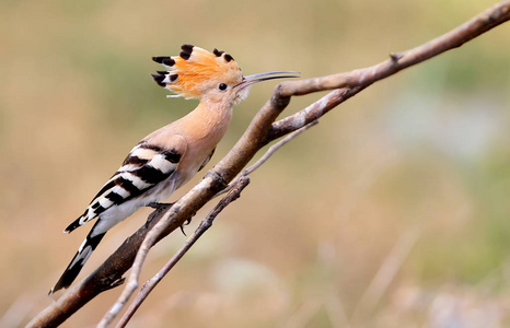 关闭照片一个 hoopoe 坐在一个 diagonale 的分支上模糊的背景