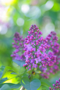 紫色调的丁香, 在阳光下绽放的丁香, 紫色的花朵与复制的空间, 空白的明信片, 模糊的背景, 喜庆的花束