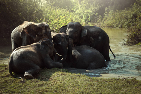 在池塘里的大象