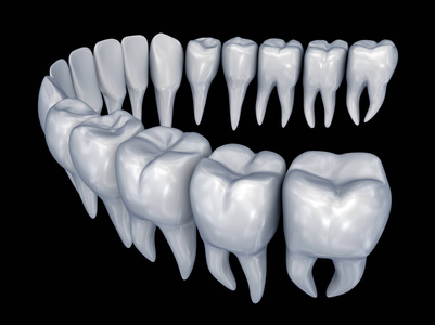 人牙3d 安装。医学上准确的牙科解剖学