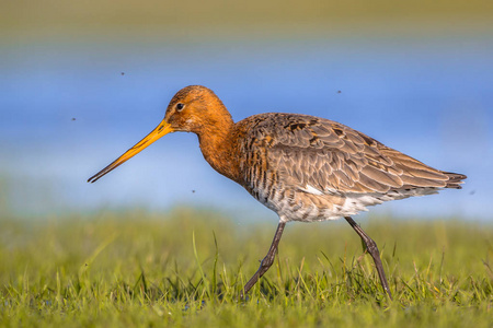 关闭黑色尾 Godwit Limosa Limosa 涉水通过沼泽, 而昆虫被吓了一跳。它的繁殖范围从冰岛延伸到欧洲和中亚地