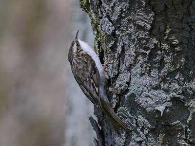 欧亚 treecreeper 在丹麦的自然栖息地