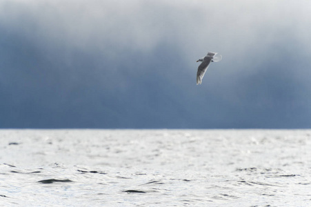 飞越太平洋的海鸥, 斯基纳夏洛特区域区, 海达 Gwaii, 格雷厄姆岛, 不列颠哥伦比亚, 加拿大