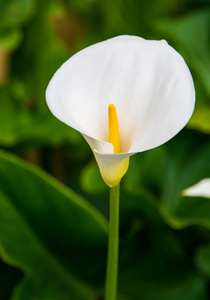 漂亮的白花