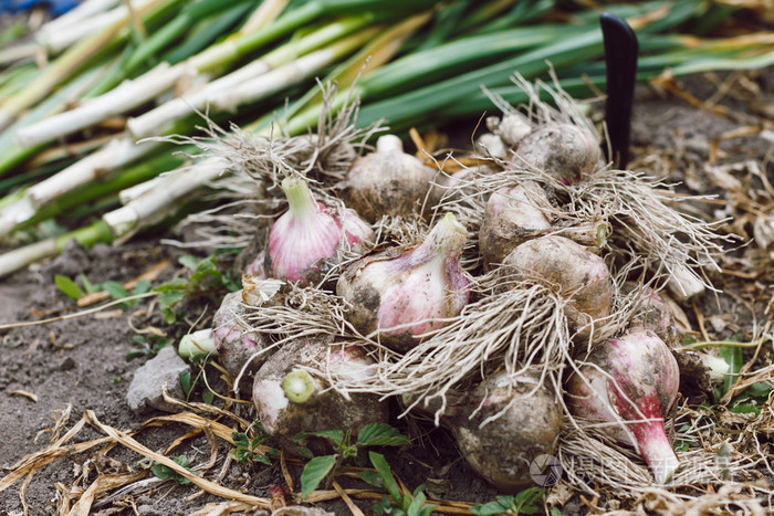 新鲜大蒜与根