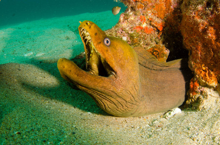 Panamic 绿色的马里鳗鱼 Gymnothorax castaneus, 嘴宽开放休息的海洋礁, 太平洋海洋。墨西哥 P