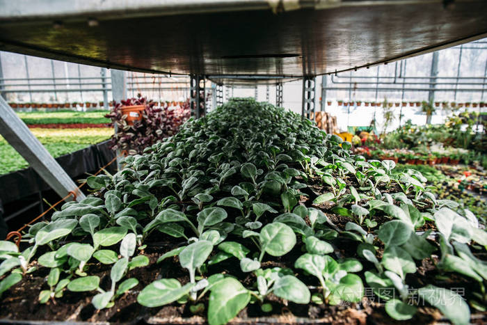 菊在温室或花房中 植物园艺栽培照片 正版商用图片0onbgj 摄图新视界