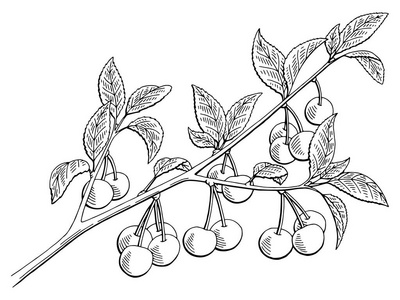 樱桃的图形分支黑白色孤立的素描图矢量照片