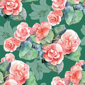 花园里的橙海棠花蓝色背景下的橙海棠花橙红色海棠丽格花在花盆白色