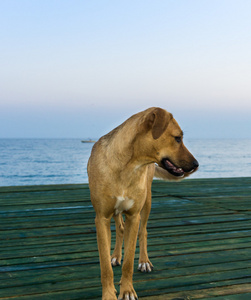 狗与海