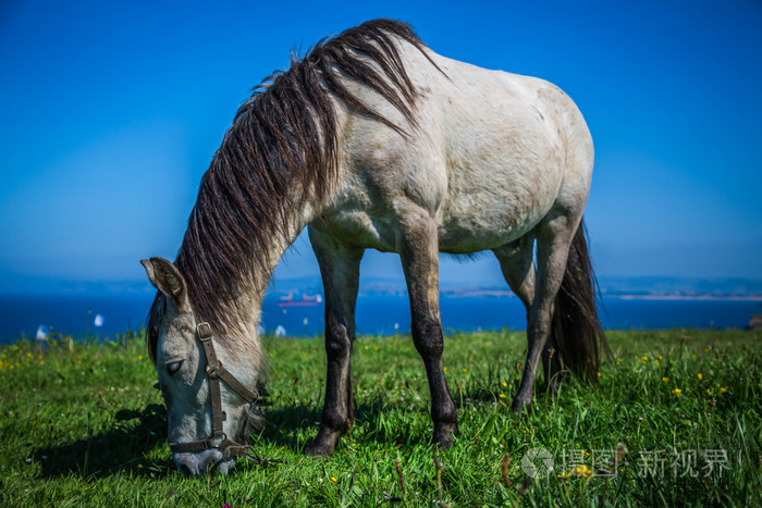 白色马配鞍桑坦德在bac模糊的海