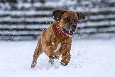 快乐的狗在雪地里奔跑和玩耍,英国