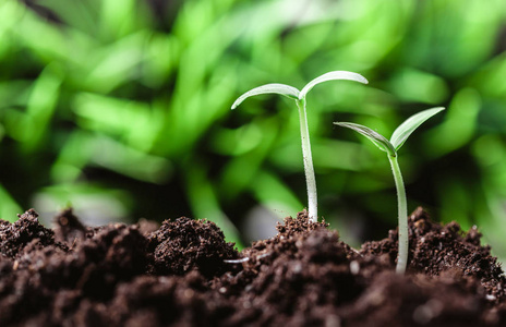 年轻的绿苗图片-年轻的绿苗素材-年轻的绿苗插画-摄图新视界