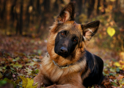 德国牧羊犬，初中在森林里躺在七个月的年龄