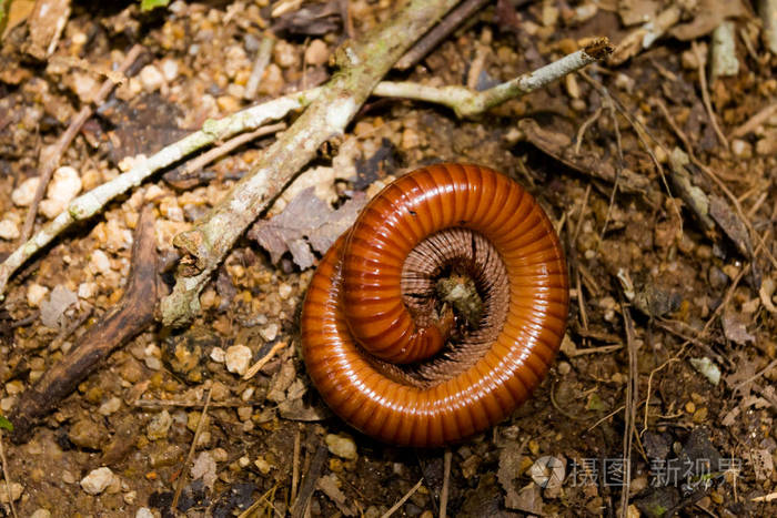 马来西亚国家公园的金马伦高原山上古龙jasar的巨型昆虫蠕虫东南亚