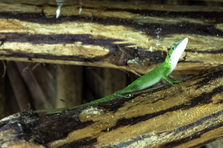 古巴女性蜥蜴 Allisons 变色龙 Anolis allisoni, 也被称为蓝色为首变色龙巴拉德罗, 古巴