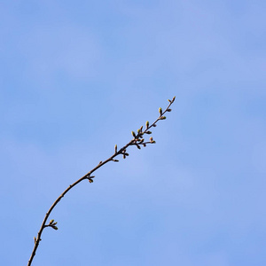 美丽的樱花盛开的树枝