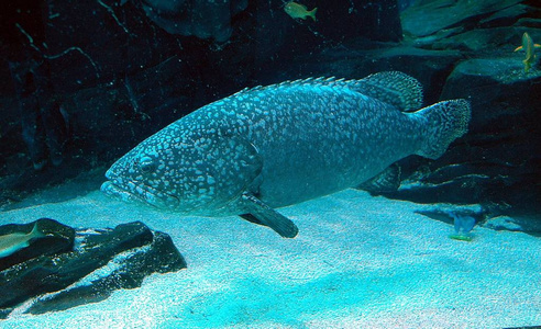 在室内水族馆热带鱼