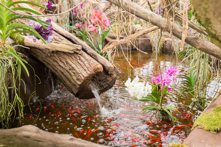 在池塘里的红锦鲤鱼, 周围有异国植物盛开, 苔藓和干木材照片