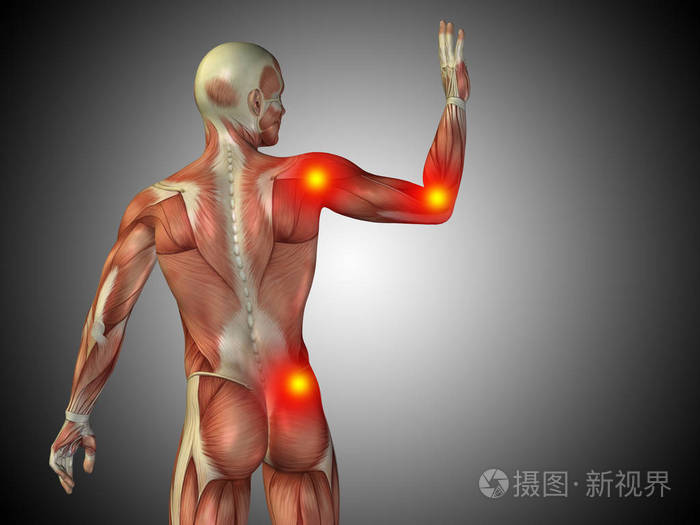 男性的上半身解剖照片 正版商用图片0onk0i 摄图新视界 男性的上半身解剖照片 正版商用图片0onk0i 摄图新视界