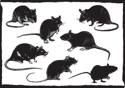 大鼠集合，写意画草图，矢量图