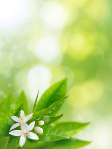 橙色春天橙色的白色花朵在春天模糊花园的垂直背景.橙开花照片