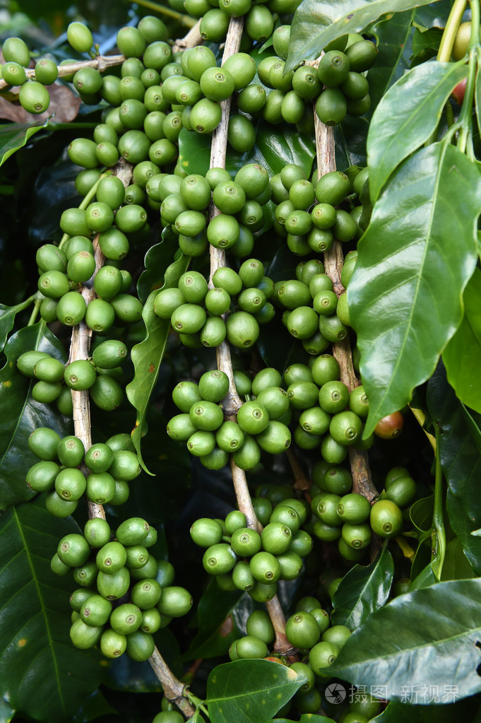 茎绿色咖啡豆
