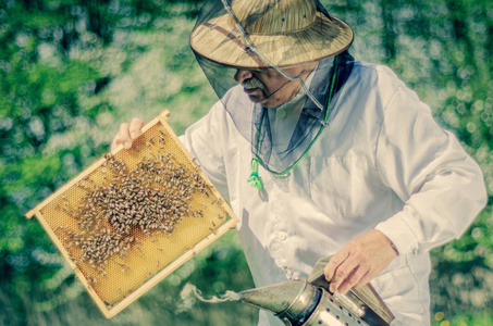 春季蜂房高级 apiarist 检查
