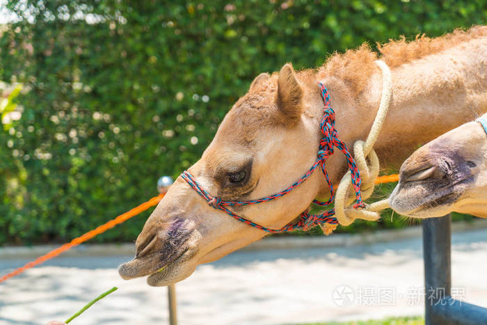 在动物园的骆驼