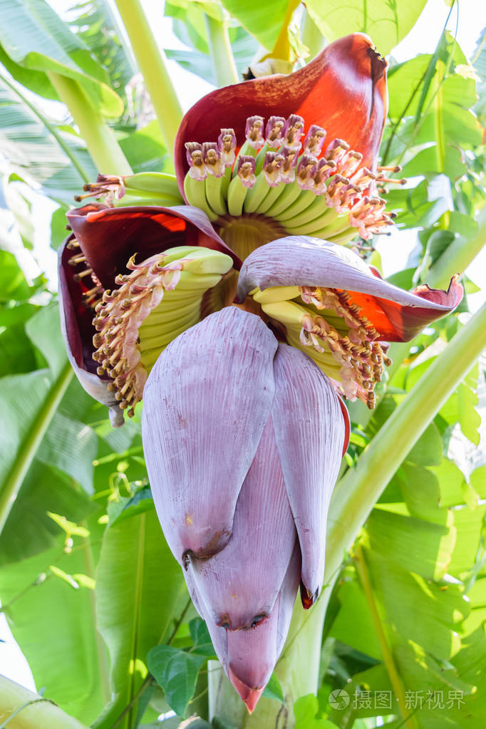 香蕉树上开花