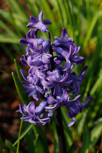 在春天的花园里, 蓝色珍珠风信子花的特写。自然摄影