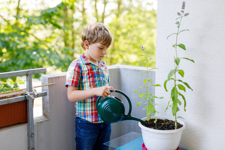 活跃的小学龄前儿童男孩浇水植物用水可以在家里的阳台上
