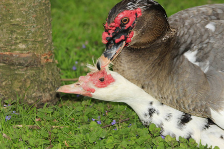 在加拿大的一个当地公园里的番鸭交配, 这些通常被买为农场鸭子照片