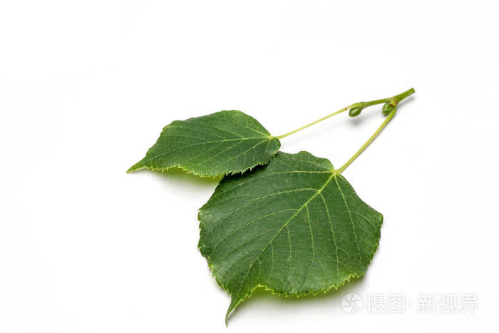 在白色背景下分离的椴树叶子
