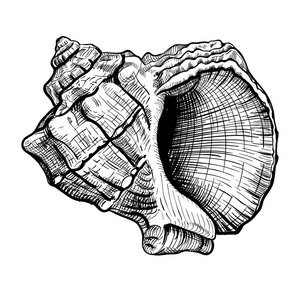 软体动物接收器贝壳 handdrawn 素描照片