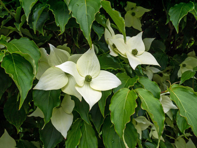 绿色的白色四花瓣山茱萸花和叶子。山茱萸库萨