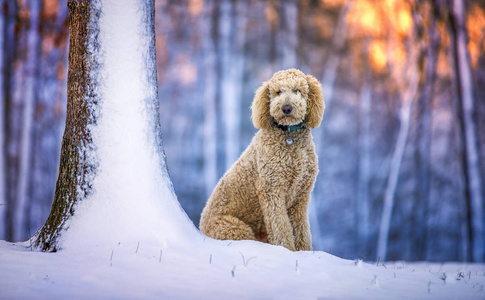 雪和日出的贵宾犬