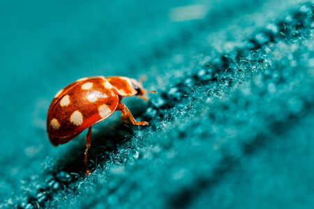 瓢虫爬上蓝绿色的毛衣摄影图