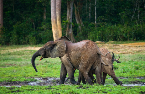 森林大象的家族