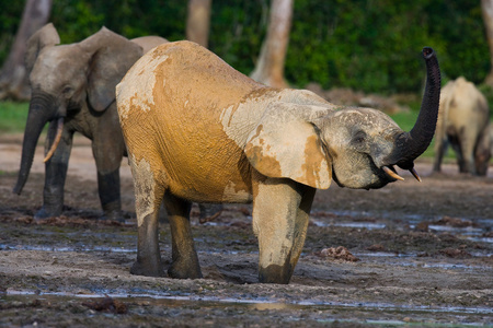 森林大象来自中非共和国